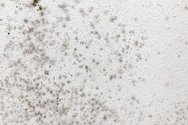 Best Mold Odor Removal Services  in Garden Grove, CA