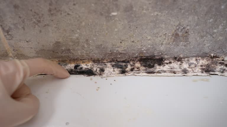 Best Real Estate Mold Inspection  in Garden Grove, CA